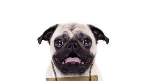 ¿Se perdió el perro? Conozca las apps que ayudan a encontrarlo