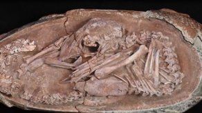 Hallan embrión de dinosaurio que estaba por salir de su cascarón