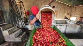 Perú reivindica sus cafés de altura