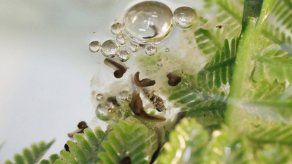 Chile reproduce 200 ranas del Loa a partir de las últimas 14 que existían