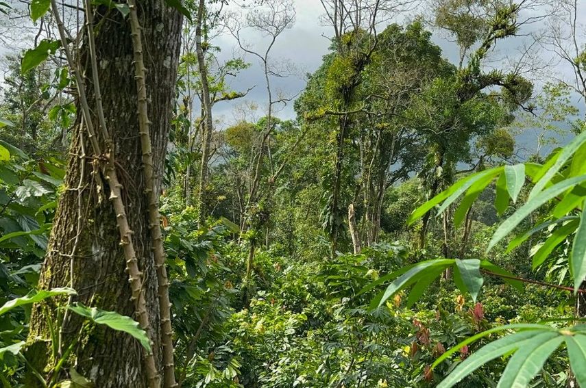 Cacao Cerro La Vieja obtuvo la certificación Bird Friendly por medio de la vía de bosque conservado. Cacao Cerro La Vieja obtuvo la certificación Bird Friendly por medio de la vía de bosque conservado.