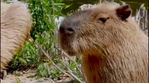 Fiscalía de Ambiente