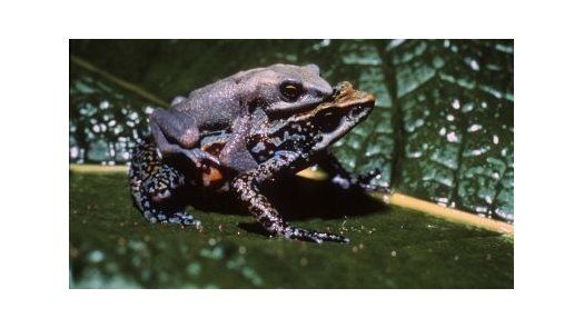 Marcos Guerra, Smithsonian Tropical Research Institute