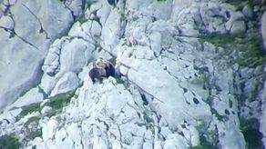 Pese a su tamaño superior, el oso murió en la pelea, informaron las autoridades, y la osa, herida, volvió a buscar al osezno.