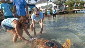 El público puede seguir los movimientos de Sheldon en línea.
