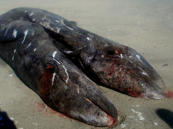 Hallan crías de ballena siamesas en playa mexicana