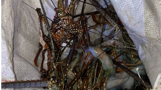 MiAmbiente detecta presunta extracción ilegal de langostas en Bocas del Toro. MiAmbiente detecta presunta extracción ilegal de langostas en Bocas del Toro.
