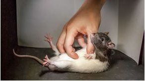 Las ratas tienen cosquillas cuando están de buen humor