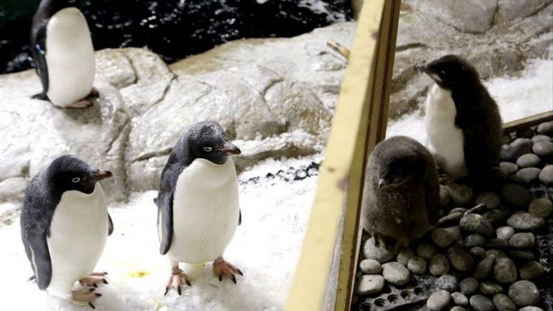 Nacen dos pingüinos de Adelia en zoológico mexicano