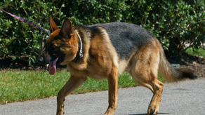 El pastor alemán de los Biden vuelve a morder a personal de la Casa Blanca.