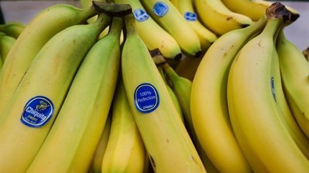 Carrera científica para salvar la banana favorita de los países ricos