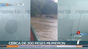 Reportan muerte de unas 200 reses tras caída de rayo en Bocas del Toro