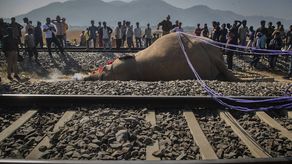 Tren atropella a 2 elefantes salvajes en India