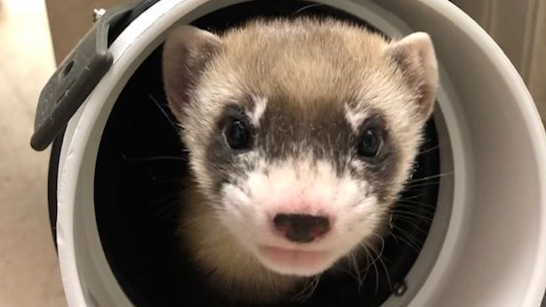Logran clonar un hurón de patas negras, una especie en peligro de extinción