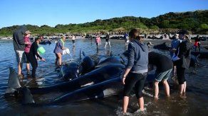 Australia lleva mar adentro cadáveres de ballenas varadas en isla de Tasmania