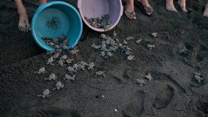 Crías de tortuga negra son liberadas en el mar de Guatemala