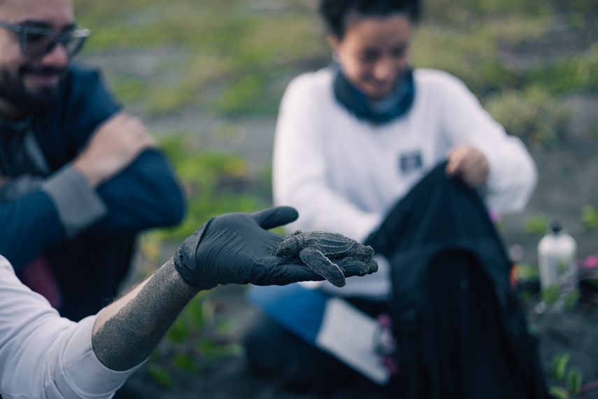 Alianza entre Cobre Panamá y STC se renueva para cuidar tortugas carey y canal en zonas vulnerables.