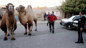 Encuentran camellos sueltos en ciudad mexicana