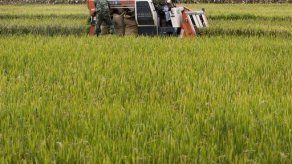 Escasez de alimentos abre el camino a biotecnología