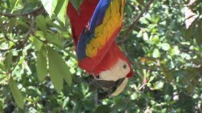 La protección a las especies se ve condicionada por su carisma