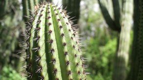 México alberga el mayor santuario de cactus del mundo con más de 50 especies