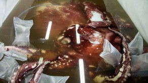 Hacen autopsia a calamar colosal de 350 kilos