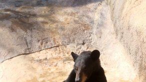 Oso escapa de su guarida en un zoológico de Texas