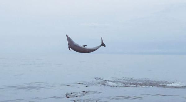 Reportan espectáculo de delfines en Isla Iguana