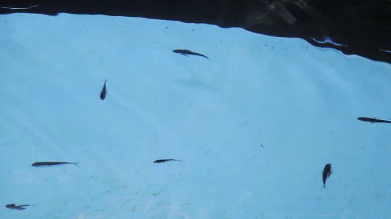 Japón busca en Panamá poblar los océanos con atunes de aleta amarilla