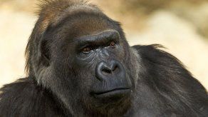 Muere en EEUU uno de los gorilas más longevos del mundo