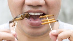 Un estudio defiende el valor nutritivo de algunos insectos