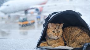 Las 5 mejores mochilas transportadoras para gatos