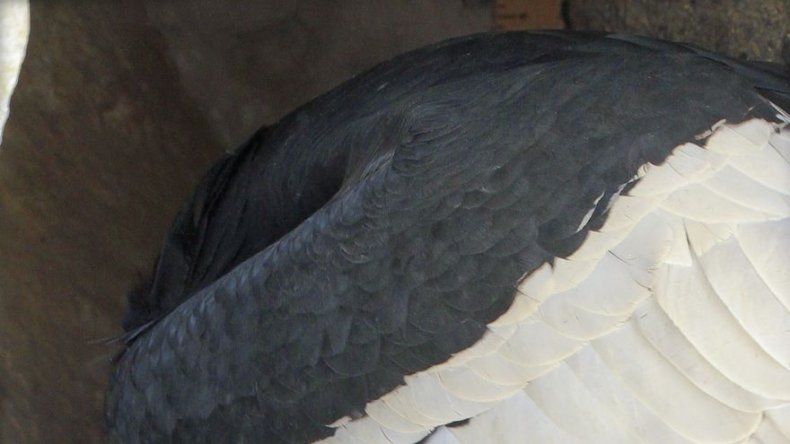 Examen de huevo de cóndor incubado en Ecuador revela que no tenía embrión