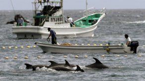 Piden a corte que detenga caza de delfines en Japón
