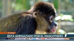 TR Verde: Rehabilitación del mono araña