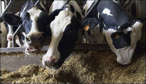 Uruguay desmiente foco de aftosa cerca de Brasil