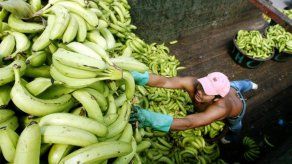 Sector bananero analiza la ampliación del Canal de Panamá y efecto de plagas