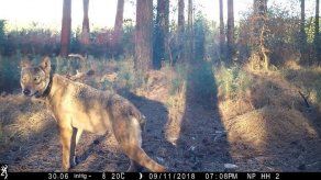 La desaparición de una loba embarazada genera revuelo en Bélgica