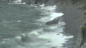 Una cámara web muestra en tiempo real a las morsas en Alaska