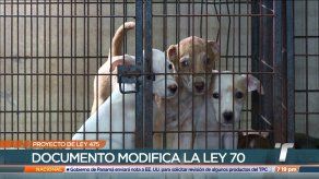 Proyecto de Ley 475 busca incrementar las sanciones para los que maltraten a los animales