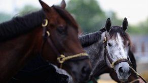 Declaran cuarentena sanitaria en Darién por brote de encefalitis equina Declaran cuarentena sanitaria en Darién por brote de encefalitis equina