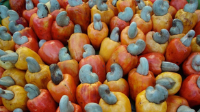 Árbol de Marañón en Panamá: ¿Por qué ya no se ve el fruto en el país?