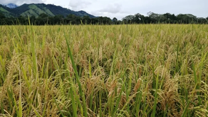 MIDA ha desembolsado unos B/.37 millones en arroz para el ciclo agrícola 2023-2024 MIDA ha desembolsado unos B/.37 millones en arroz para el ciclo agrícola 2023-2024