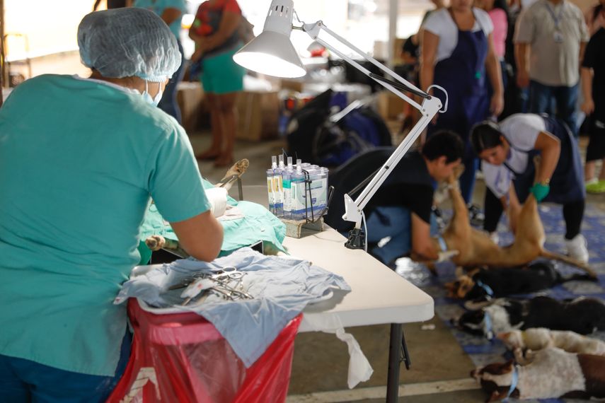 ¡Atención! Alcaldía de Panamá anuncia jornada de vacunación y desparasitación gratuita