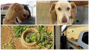 Rescatan a un perro en San Miguelito tras denuncia de maltrato animal