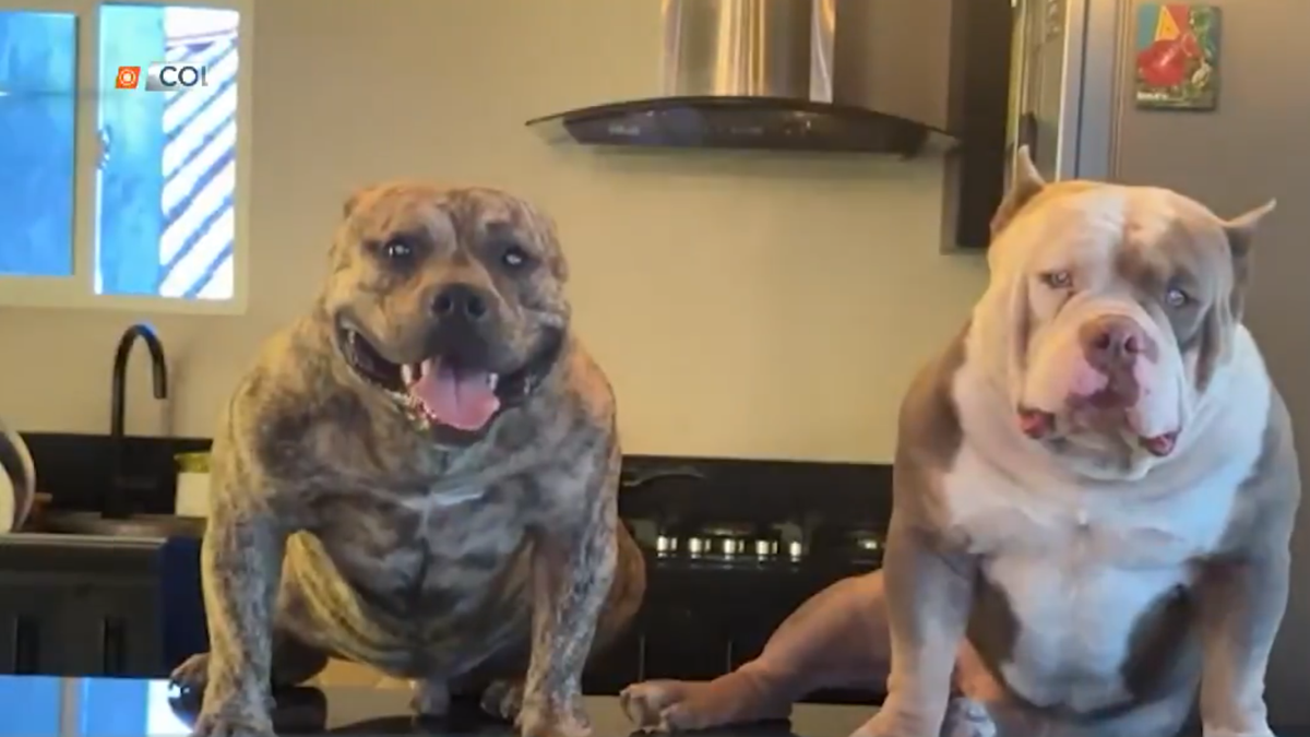 Policía Nacional rechaza responsabilidad por muerte de perros Policía Nacional rechaza responsabilidad por muerte de perros