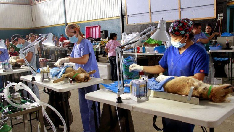 Jornada de esterilización de mascotas en Santa Ana este sábado