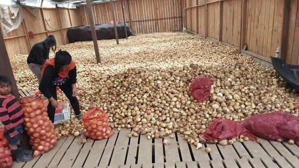 Productores podrían perder 18 mil quintales de cebolla debido a importaciones