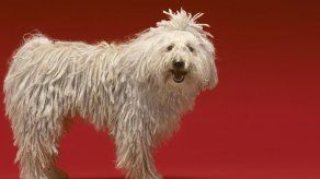 Los perros más raros del mundo