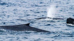 Graban más de 40.000 cantos de ballenas azules en la Antártida